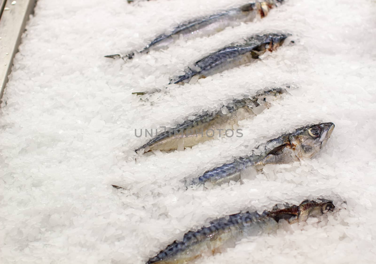 Frozen fish on the counter. Fish mackerel or herring in a store or restaurant. Fresh frozen fish. High quality photo