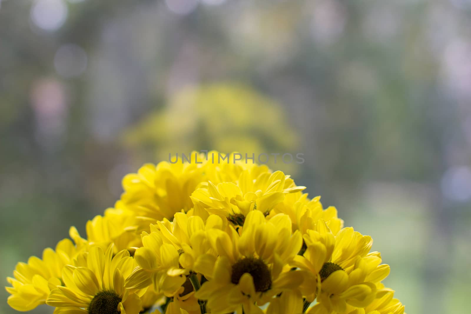 Yellow chrysanthemums in a bouquet on a different background. High quality photo