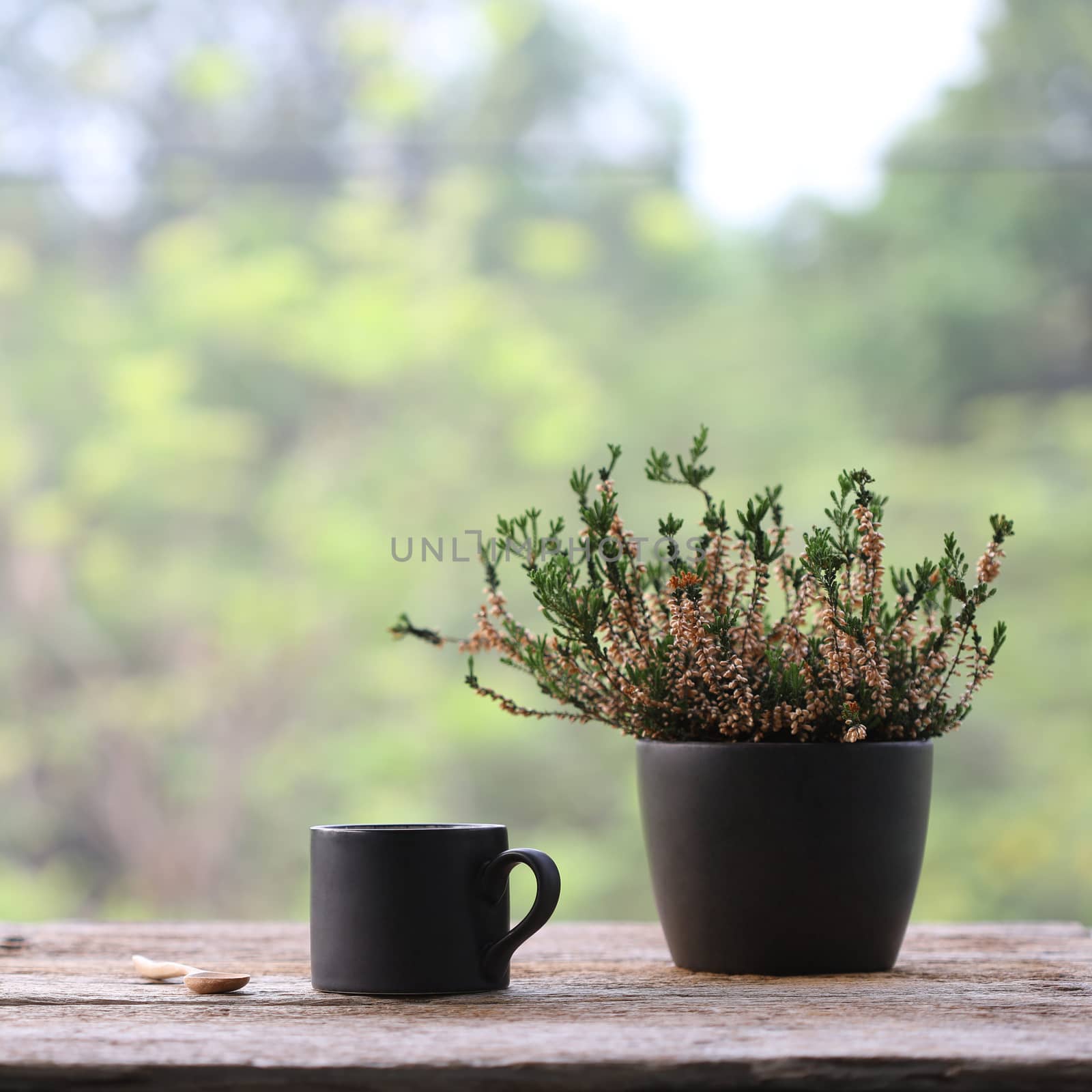 black coffee mug with heathers plant in black pot on wooden table at outdoor by paladin12