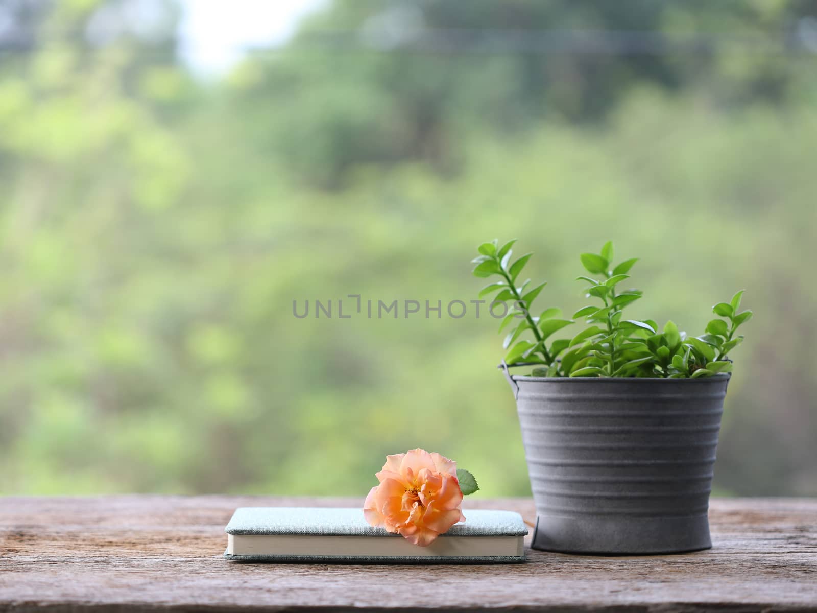 Orange rose with notebook and small green plant pot on wooden table