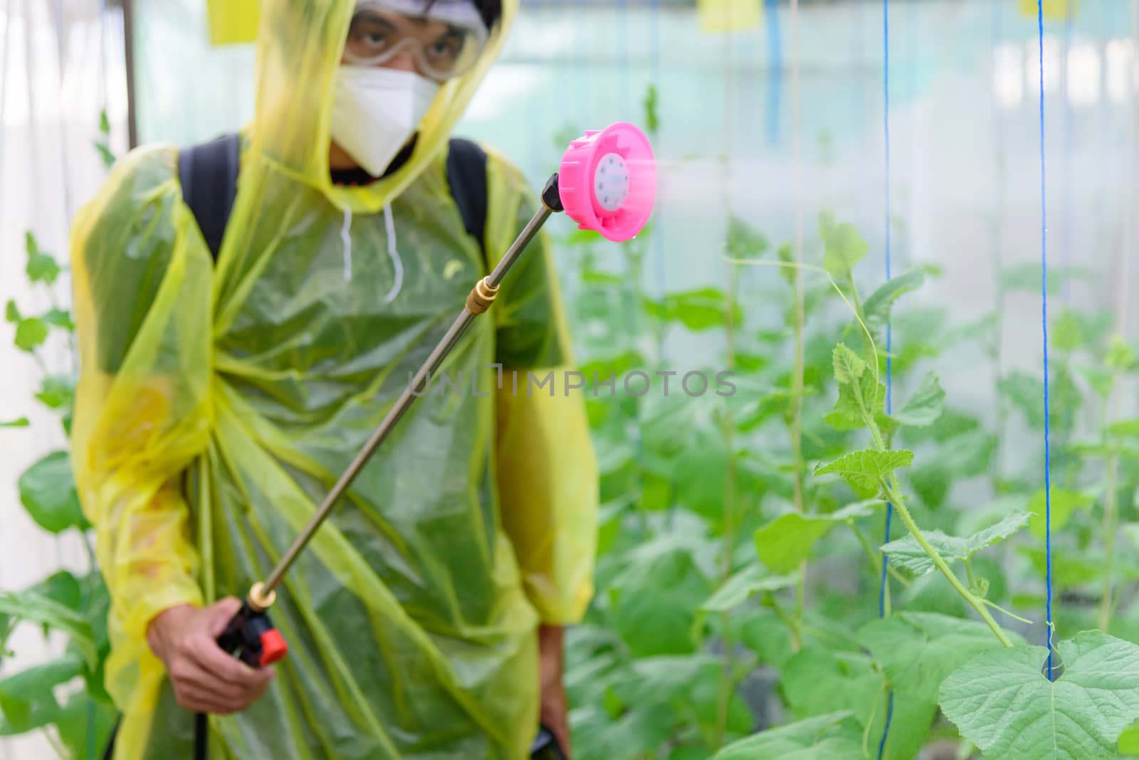 Farmer spraying the Insecticide in melon farm for protect it from insecs