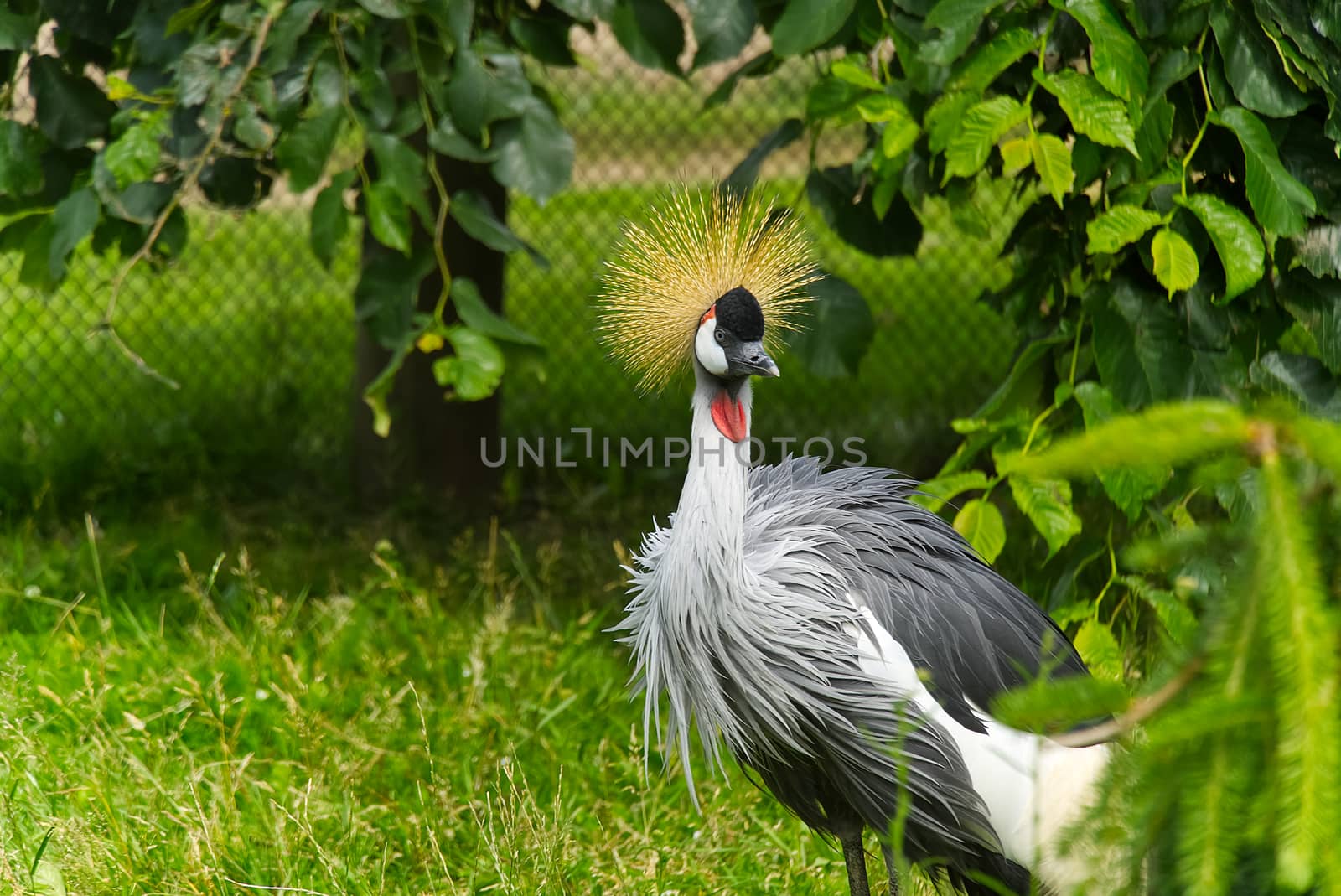 grey crowned crane - balearica regulorum gibericeps. African crowned crane - Uganda national bird. golden crested crane - on green blured background. golden-crowned crane. by PhotoTime