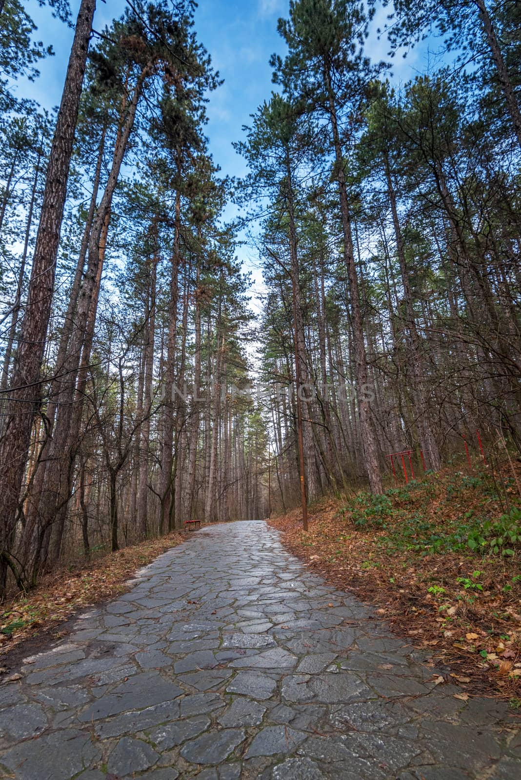 Walking Path in forest in Fall in Bulgaria.