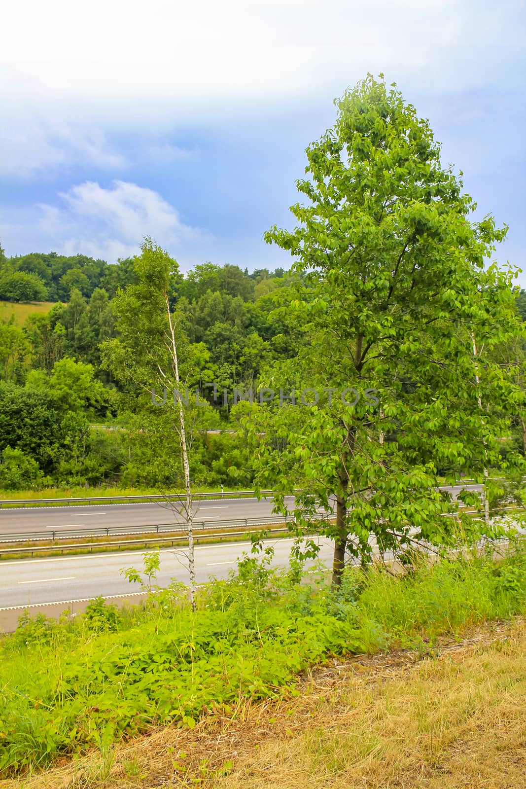 Resting place between trees on the highway somewhere in Sweden. by Arkadij