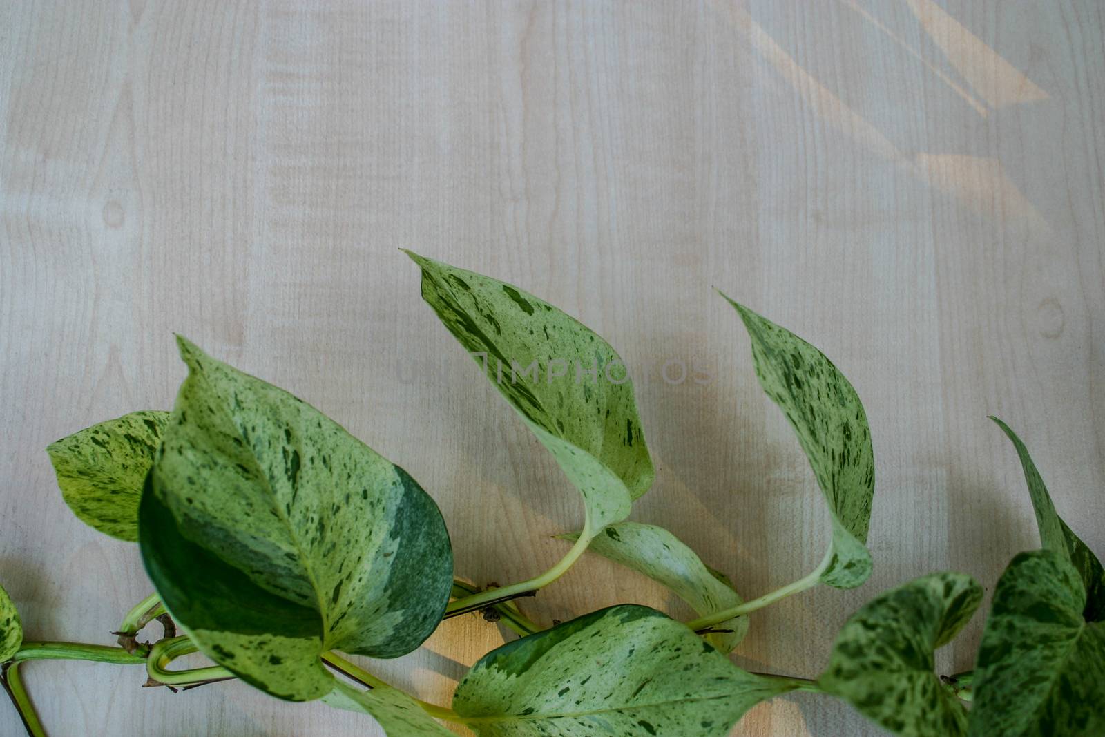 Branch of scindapsus marble queen liana on a wooden background