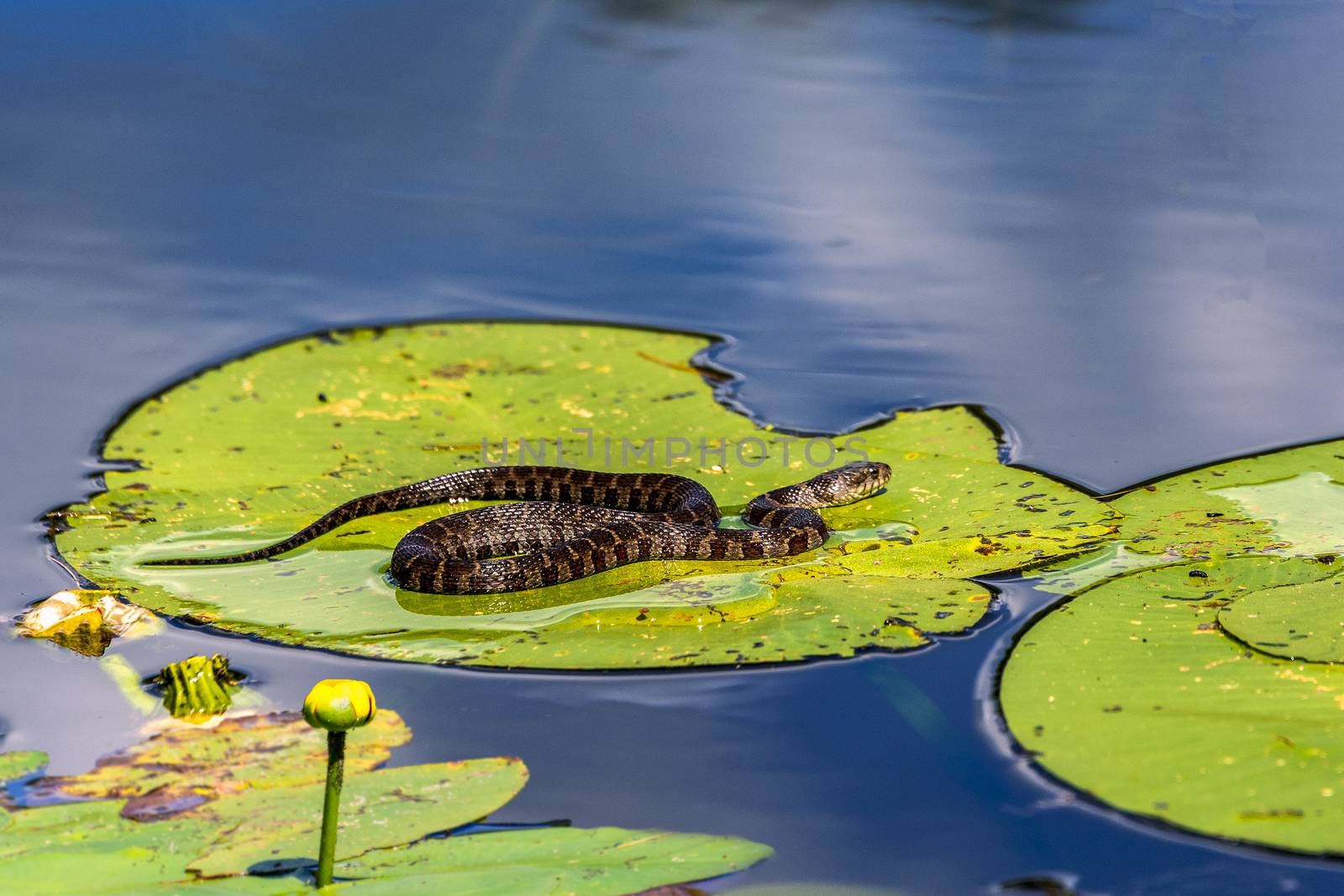 A water snake lies on a water lily leaf on a lake and bask in the sun