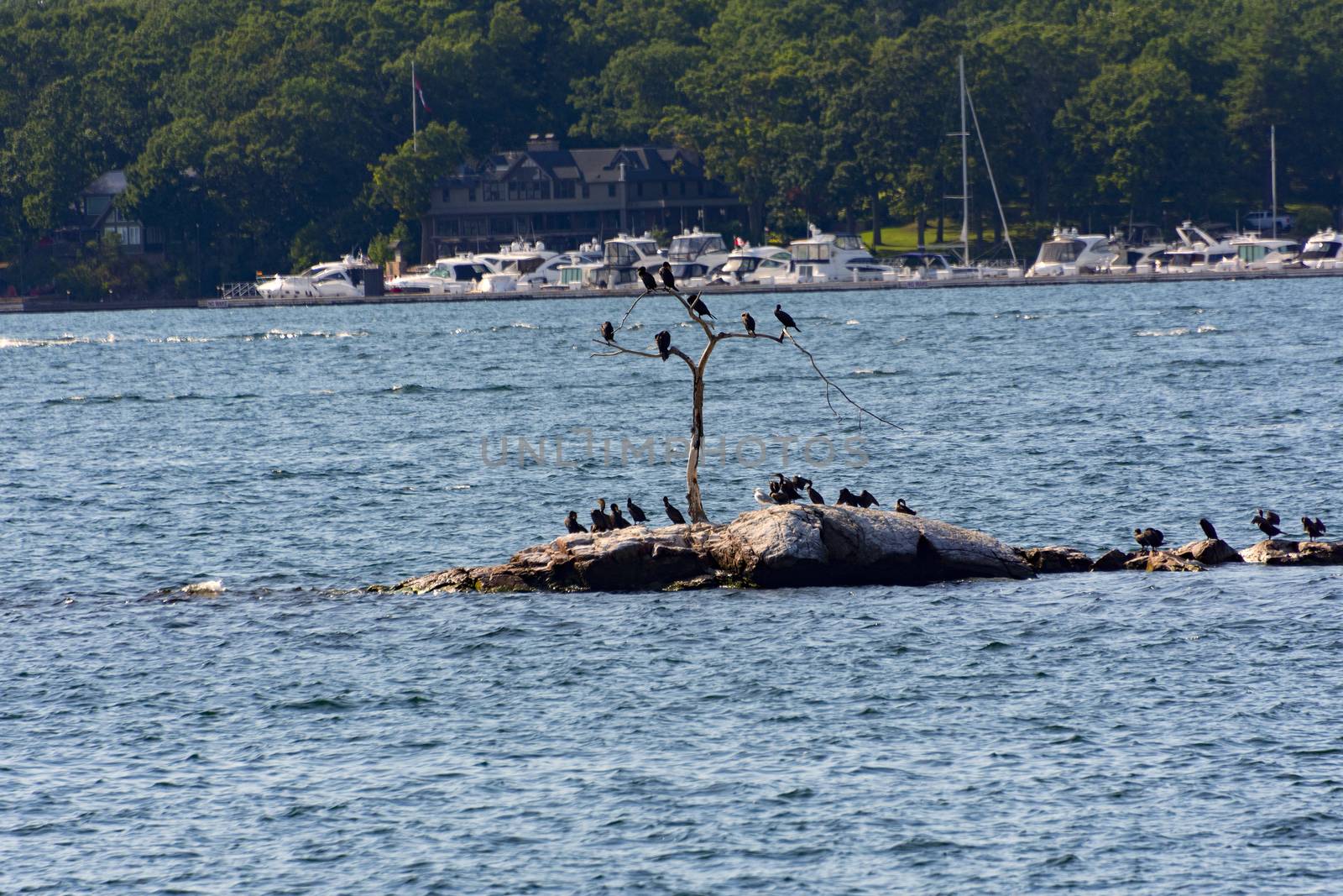 Cormorants bask in an islet opposite the boat parking by ben44