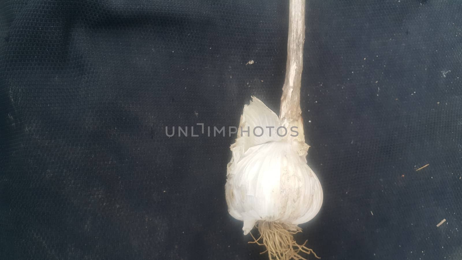 Garlic is aromatic and flavorful herb for consumption and use in spices and for medicinal purposes. Close-up view of dry garlic bulbs background.
