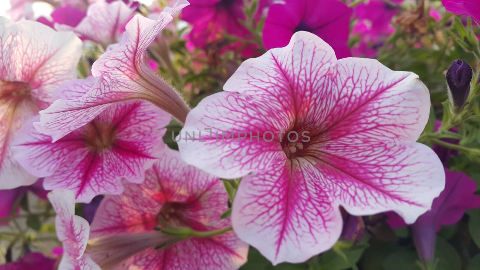 Close up view of several pink flowers with pink petals in spring season. A flower background for text and love messages