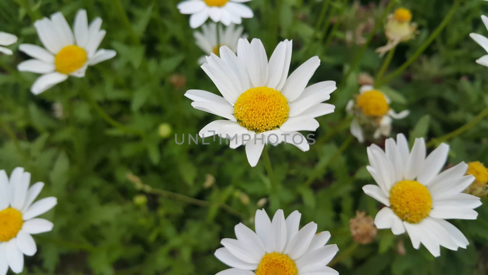 Closeup with selective focus on white flower with stamens and green leaves in background