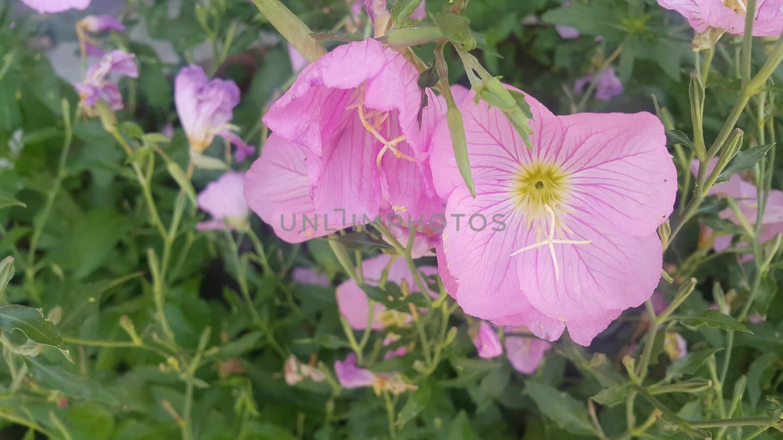 Close up view of several pink flowers with pink petals in spring season. A flower background for text and love messages