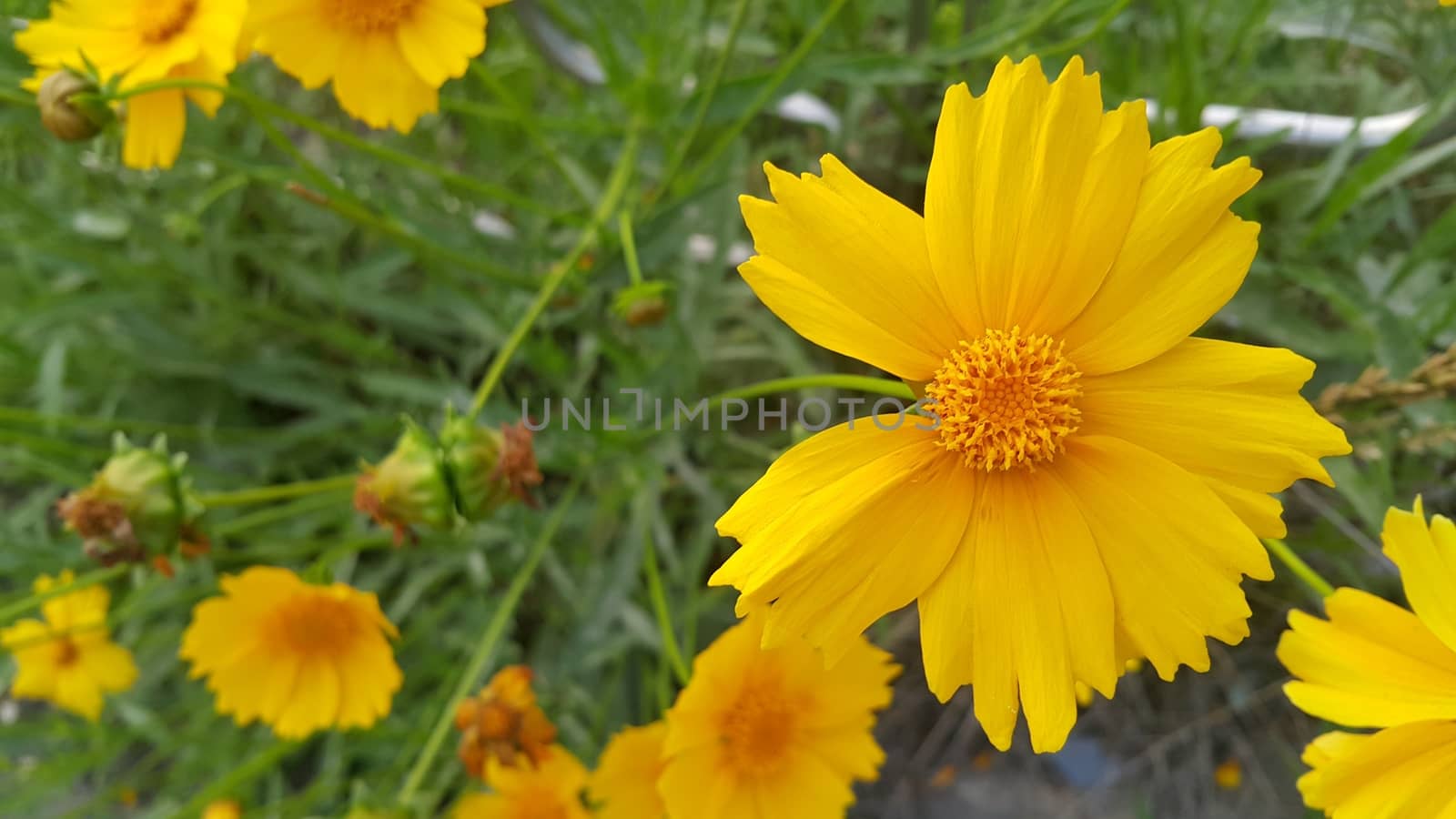 Closeup view of lovely yellow flower against a green leaves blurred background. This flower is found in South Korea.