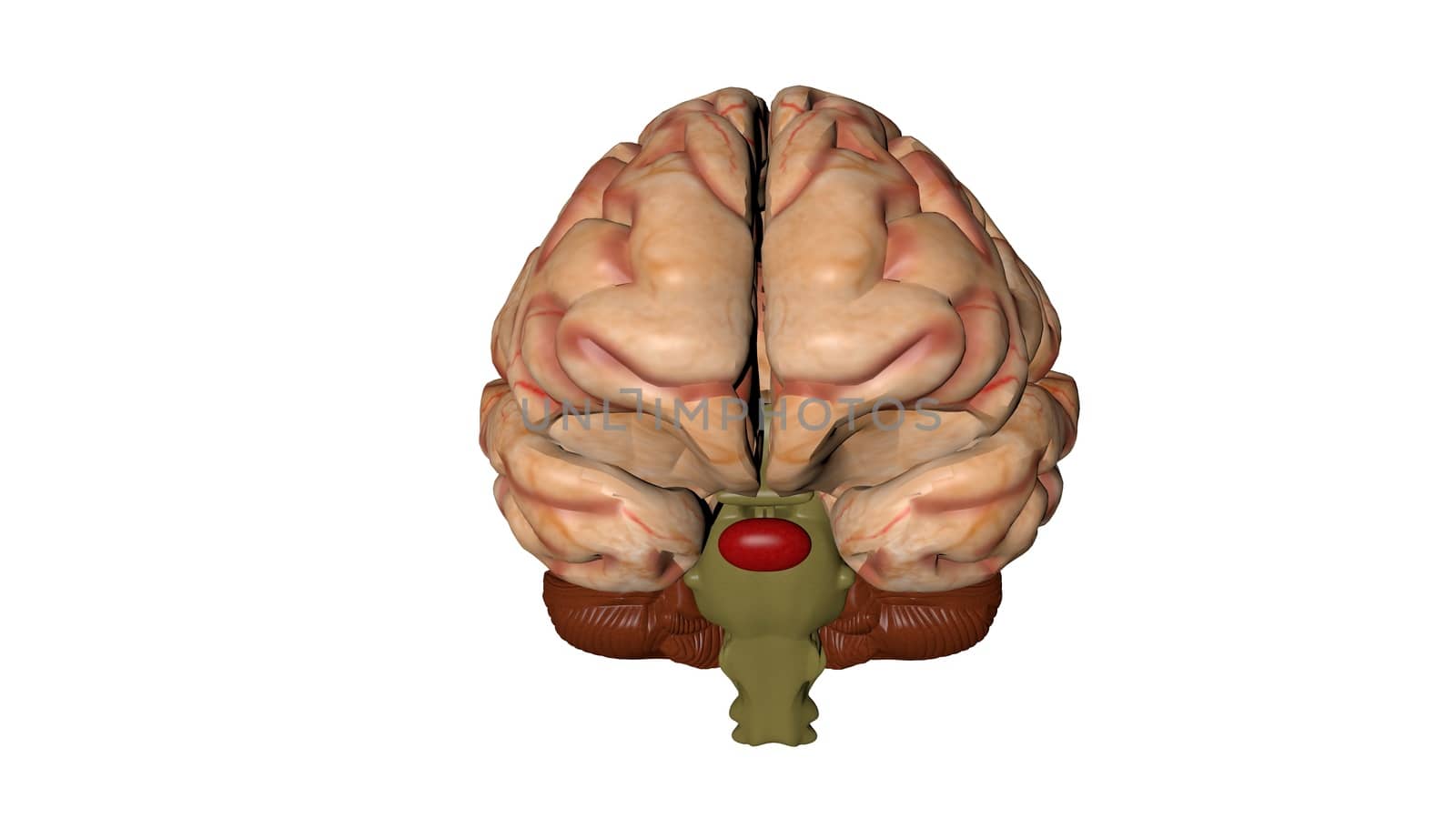Human brain isolated on a colored background. Anatomical 3D model of human brain for medical students. 3D rendered model