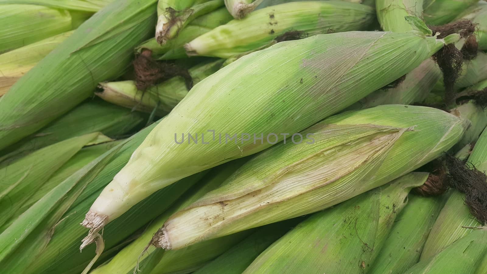 Closeup view of pile of corncob surrounded with green leaves. A pile of green corncob placed in market for sale. Corncob background for advertisements and texts.