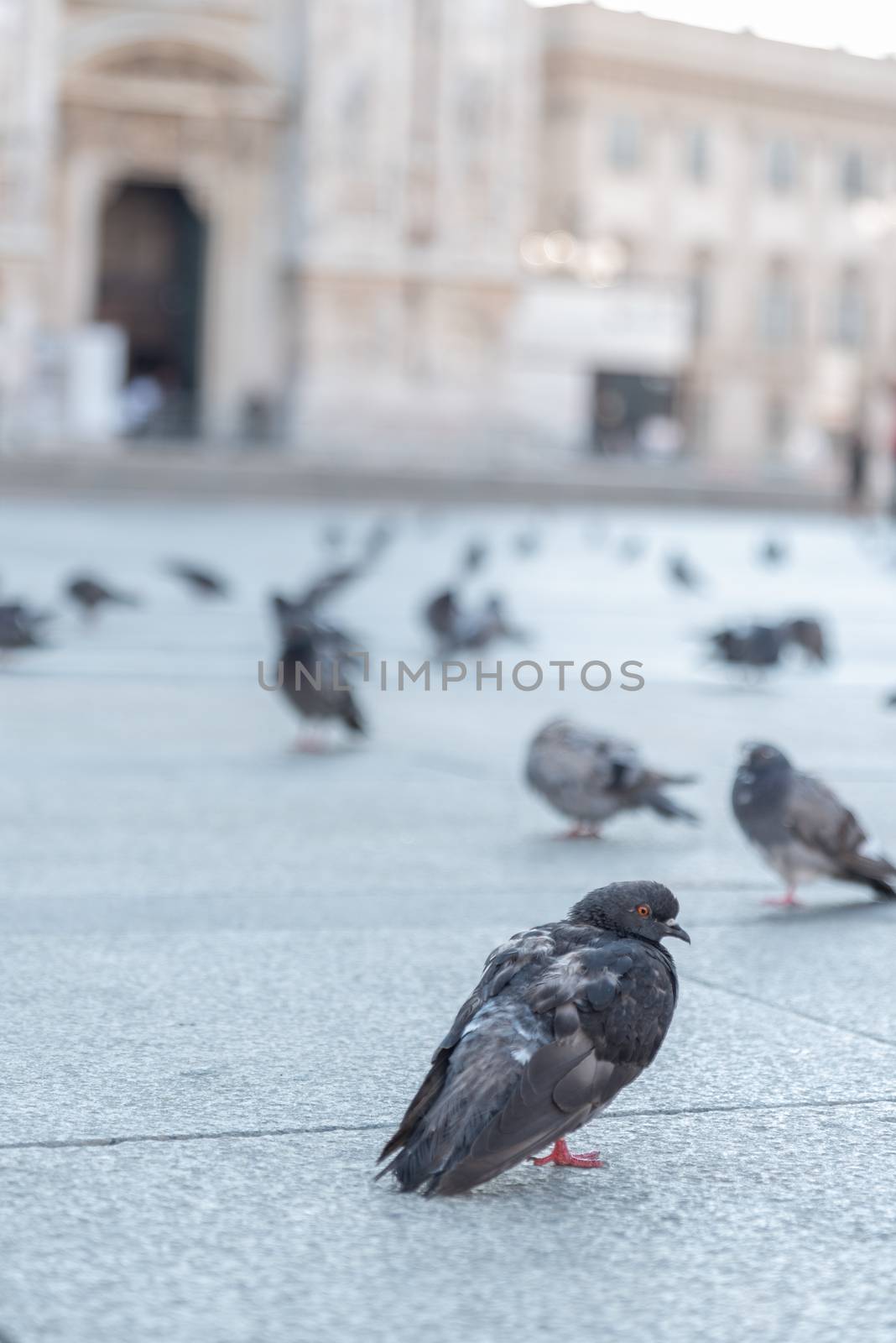 Pigeon laying on the paving of the Milan Cathedral square in Italy, street photography