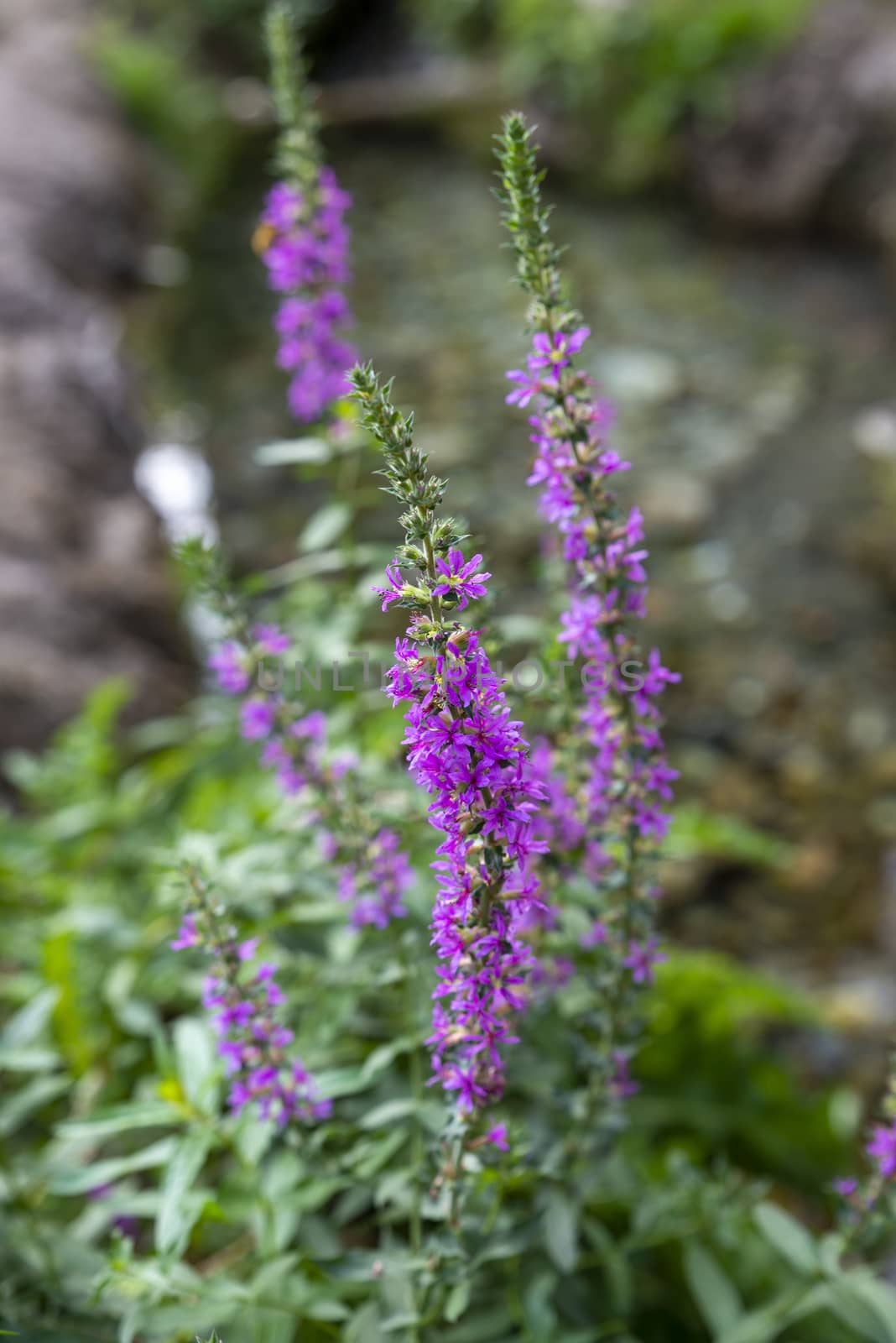 Selciarella plant with purple flowers water plant