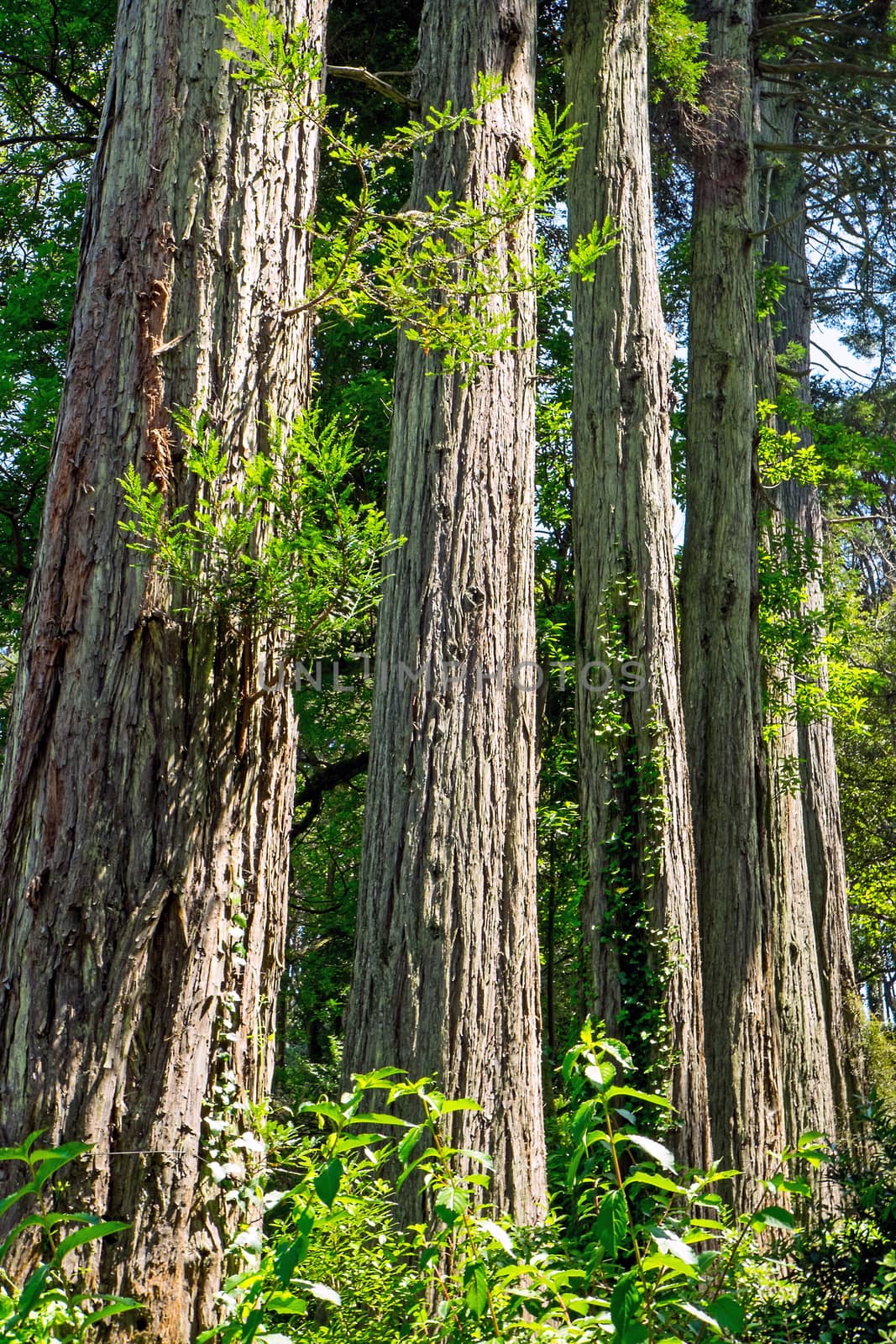 Detail of a few redwood trees seen in the USA