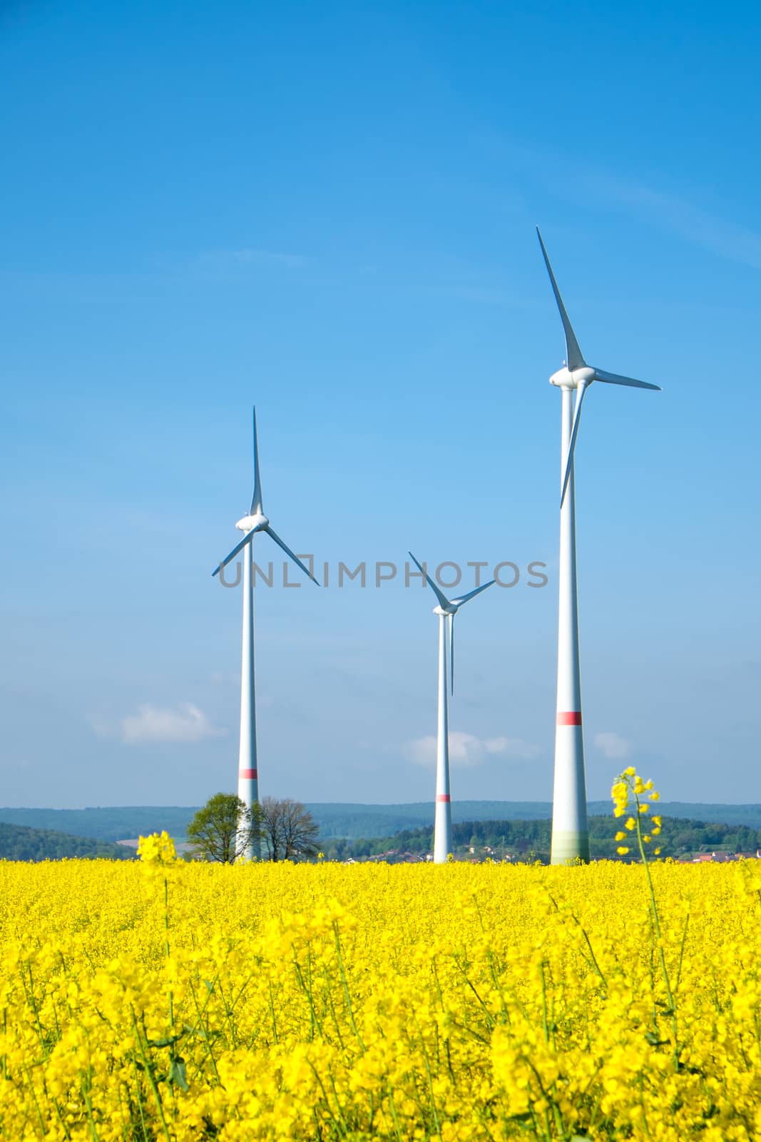 Windwheels standing behind a yellow rapeseed field