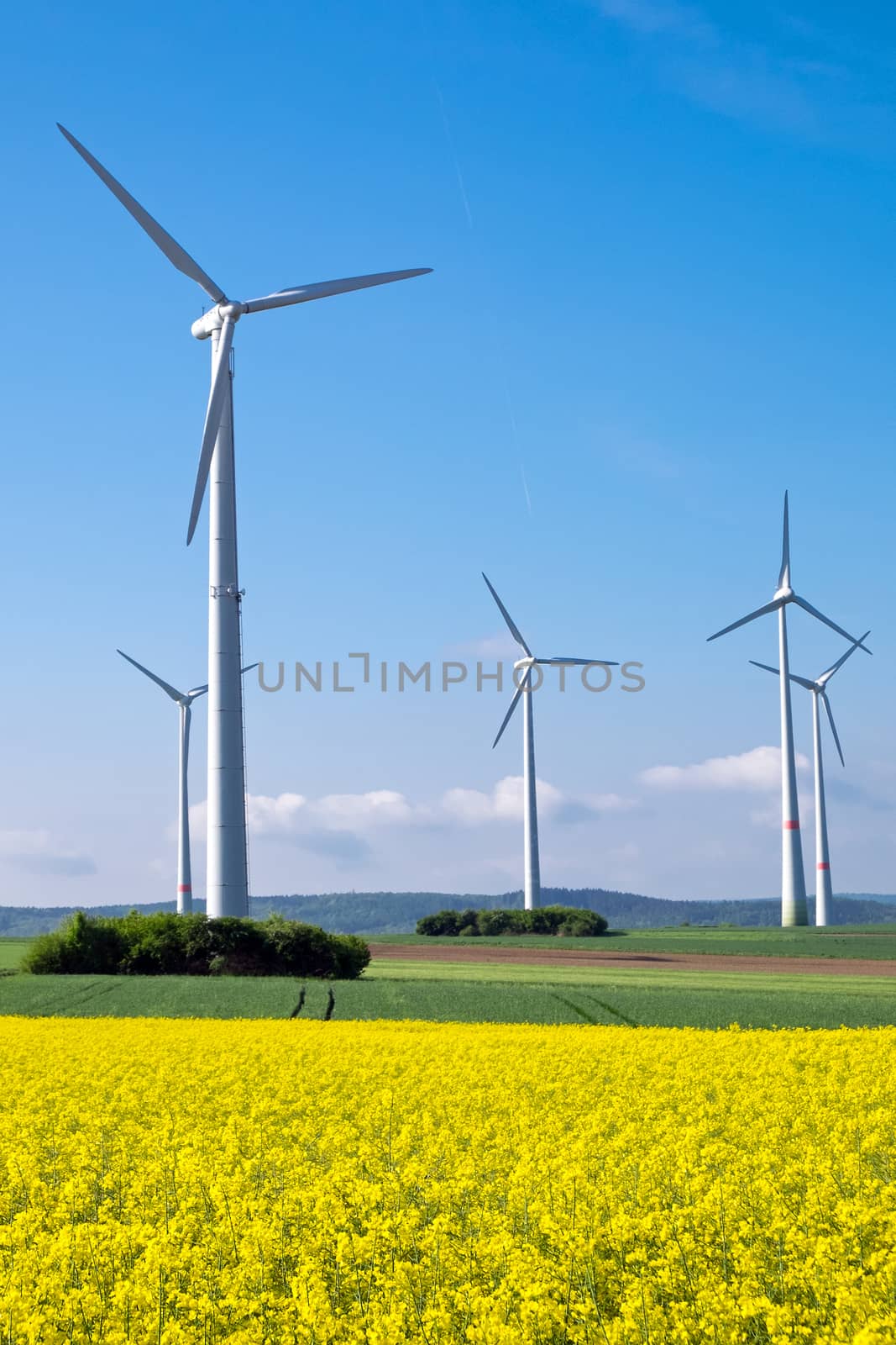 Windwheels standing behind a yellow rapeseed field
