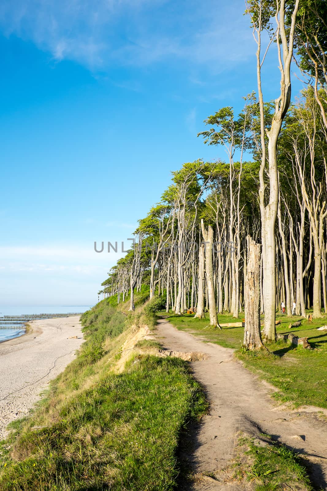 Beech trees and the beach at the Baltic Sea