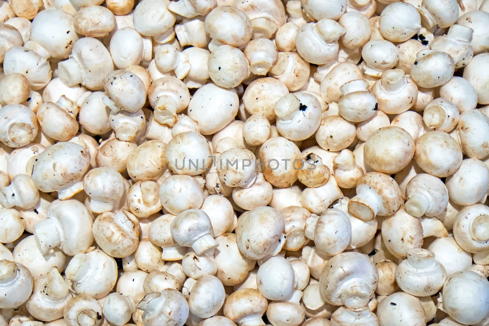 Small white champignons for sale at a market