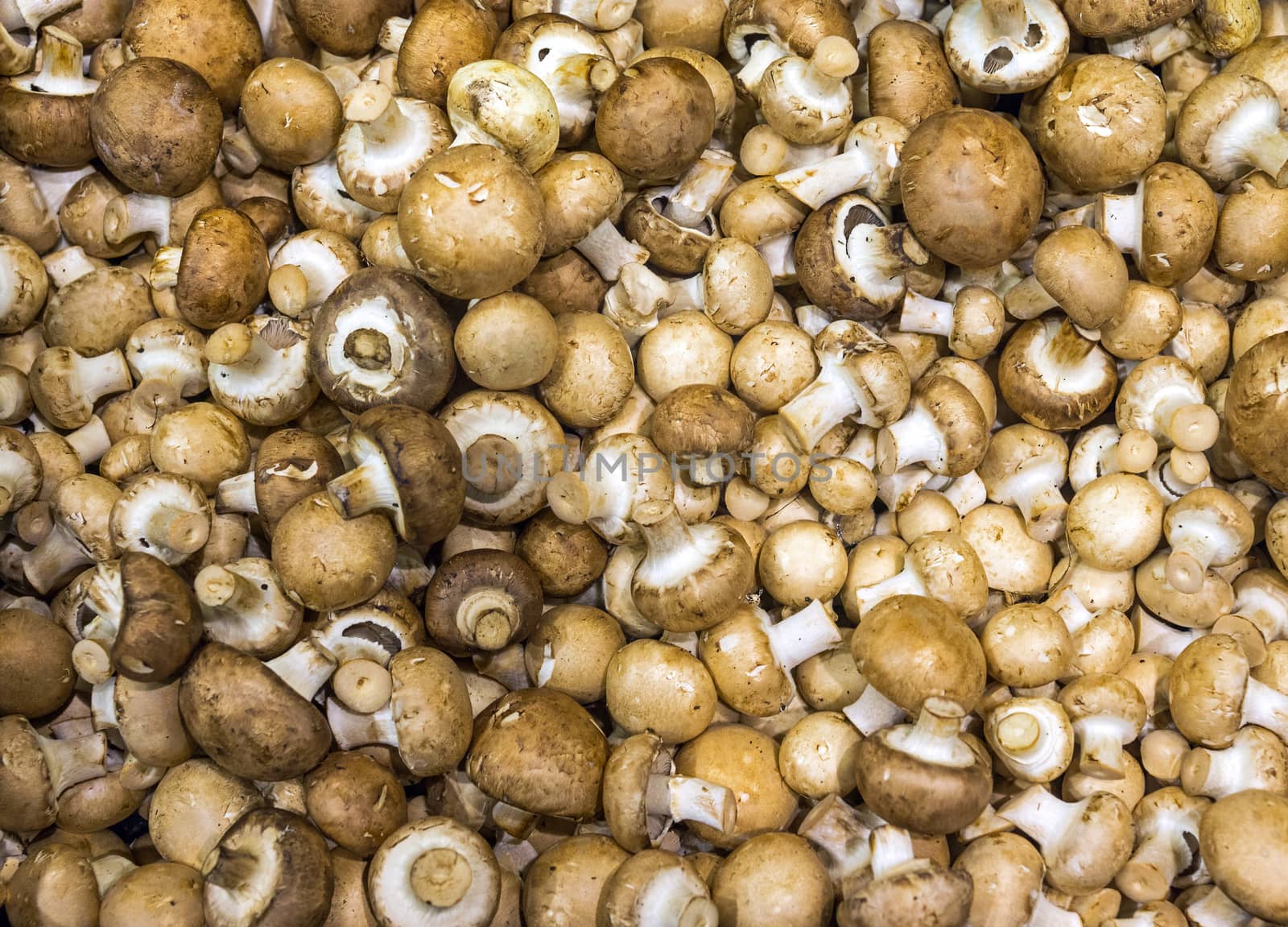 Brown champignons for sale on a market