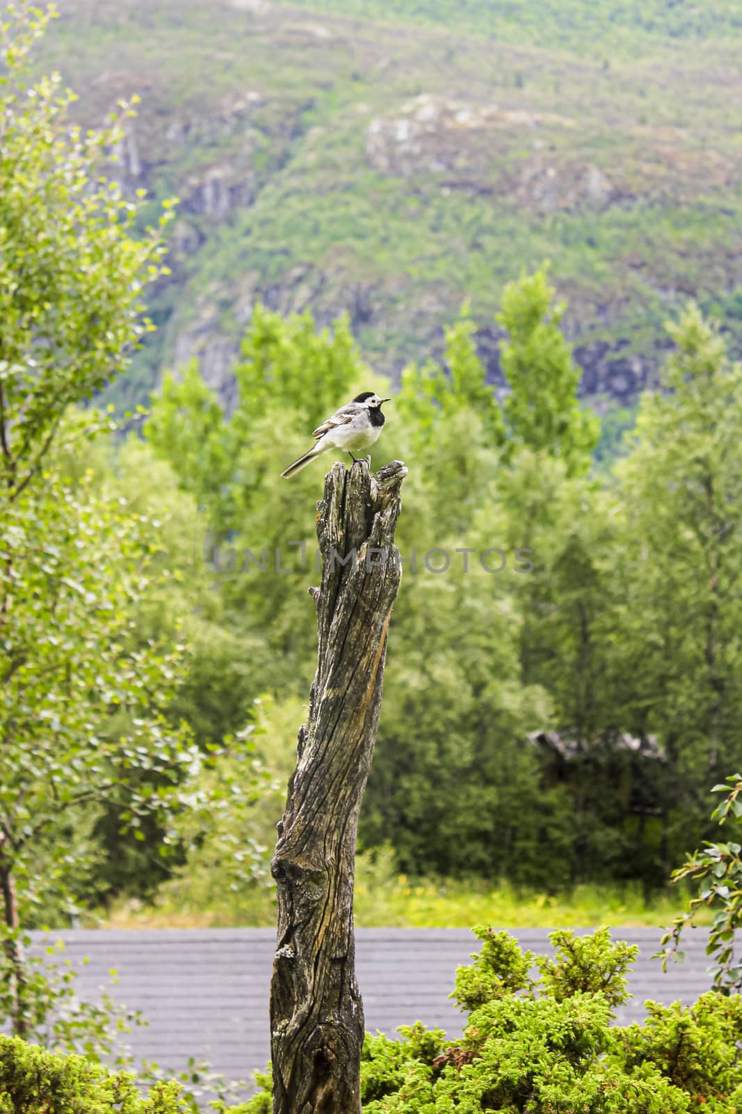Small gray songbird wagtail on wood log in Hemsedal, Norway.