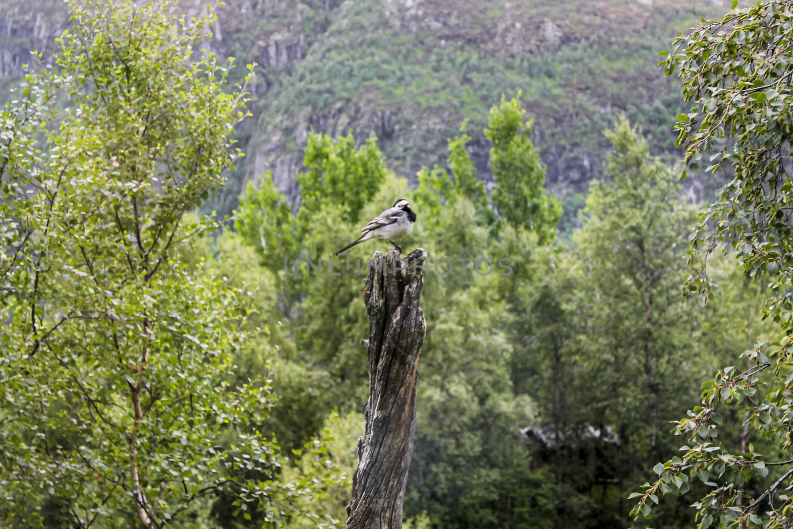 Small gray songbird wagtail on wood log in Hemsedal, Norway.