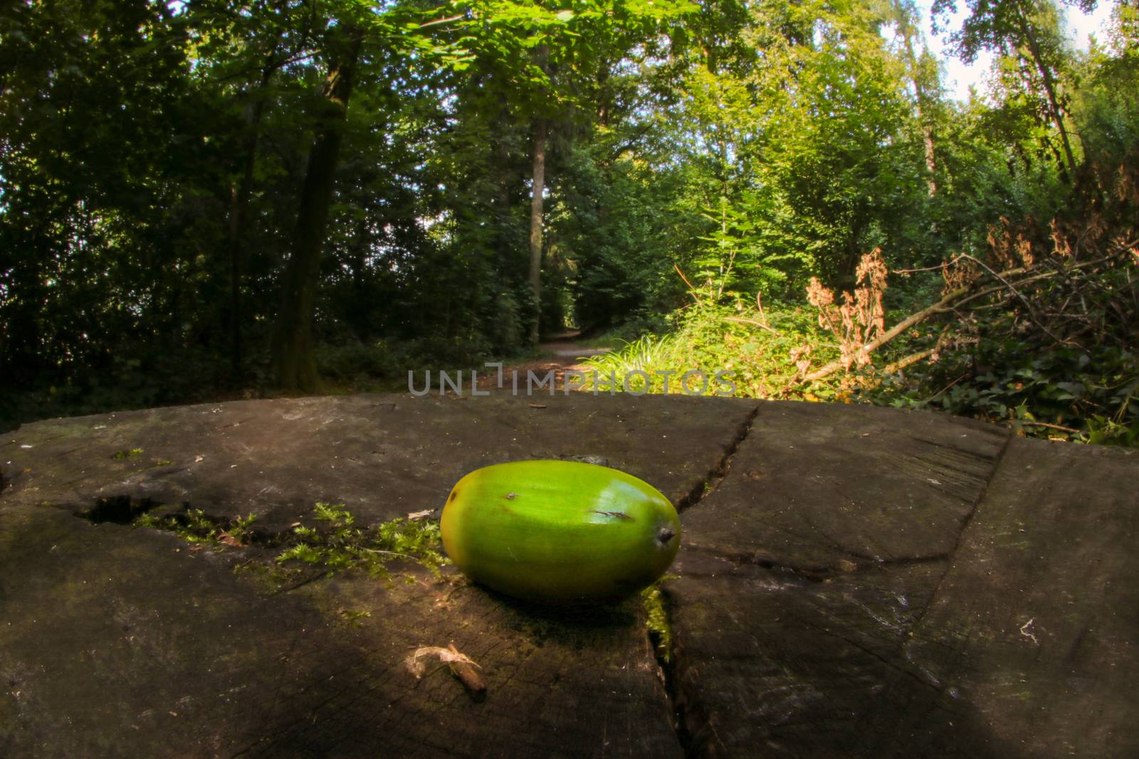Acorn in forrest shot with a fish eye lenses