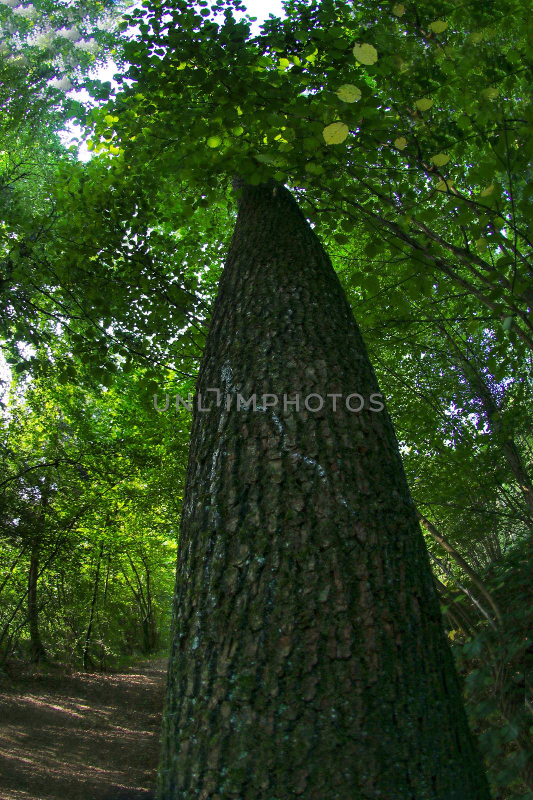 Tree and Tree trunk hot with fish eye