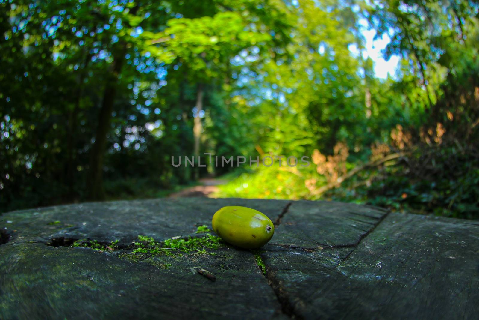 Acorn in forrest shot with a fish eye lenses