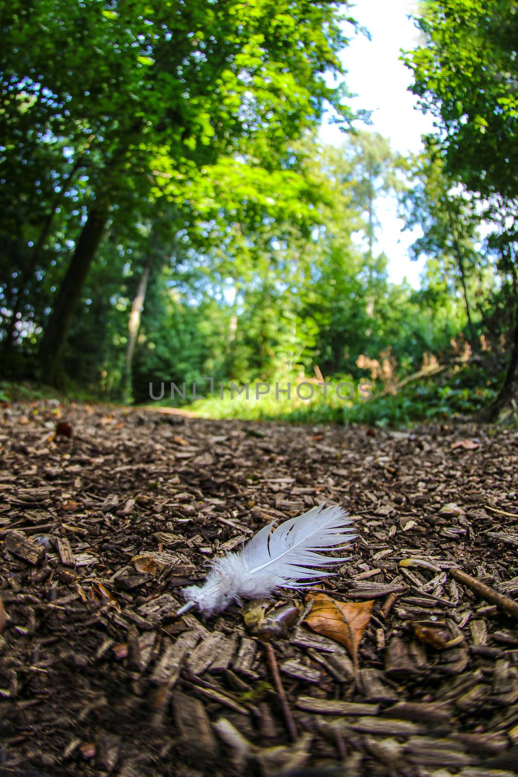 Feather on ground in a green forrest area