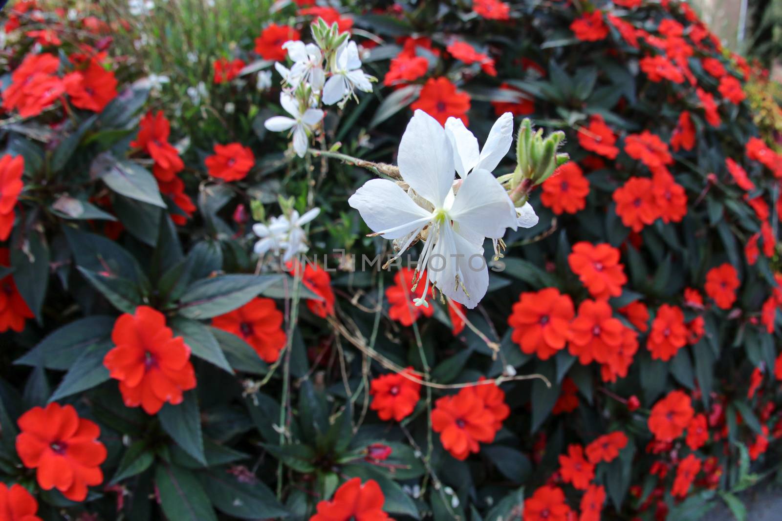 Red and white flowers shot. with fish eye