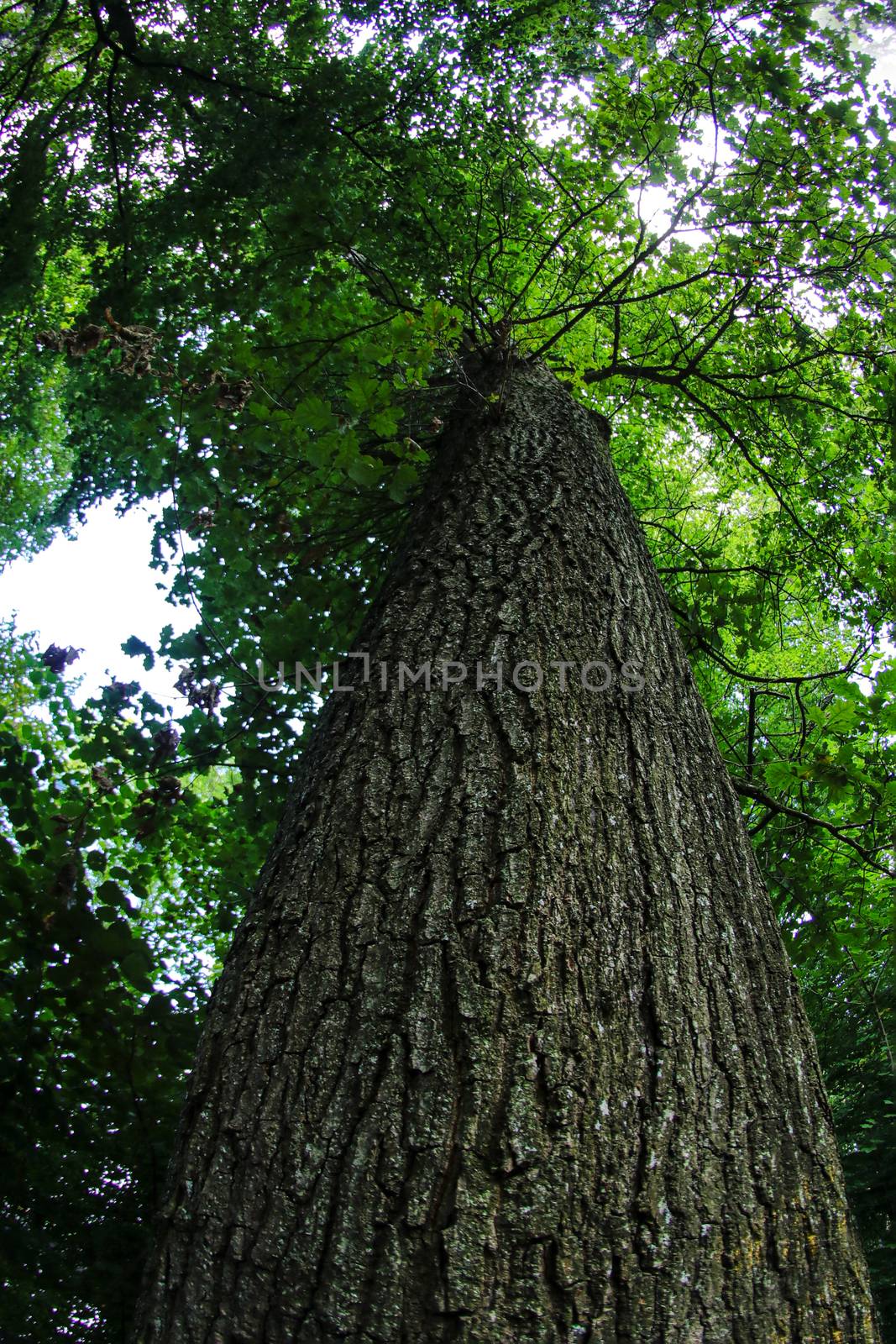 Tree and Tree trunk hot with fish eye