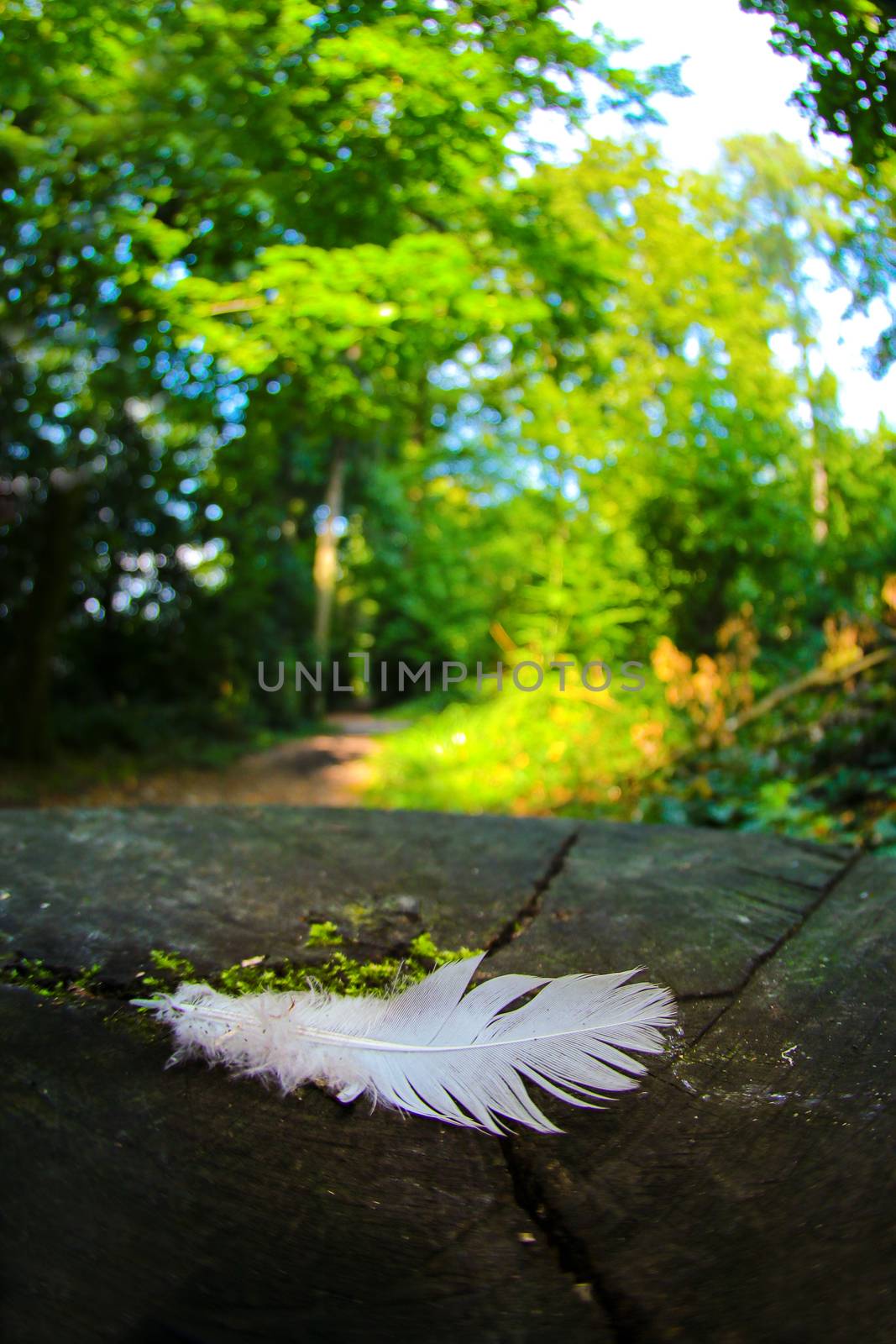 Feather on ground in a green forrest area