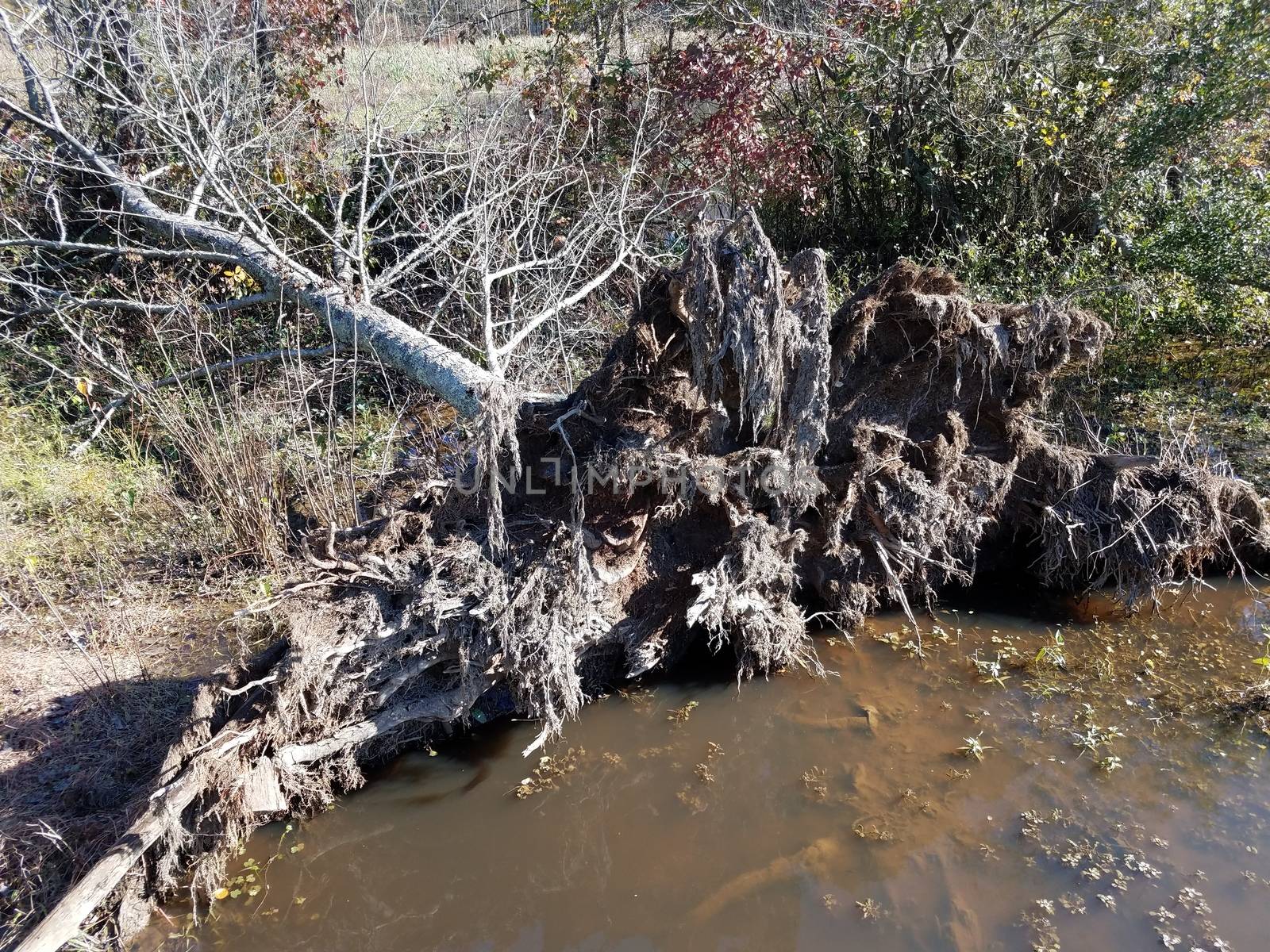 fallen tree with roots and branches and water and mud