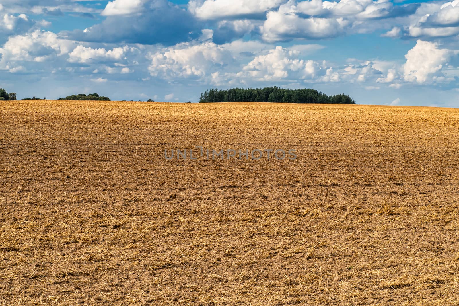 Cultivated Land in The Countryside with Blue Sky and Trees Background. Field Landscape.