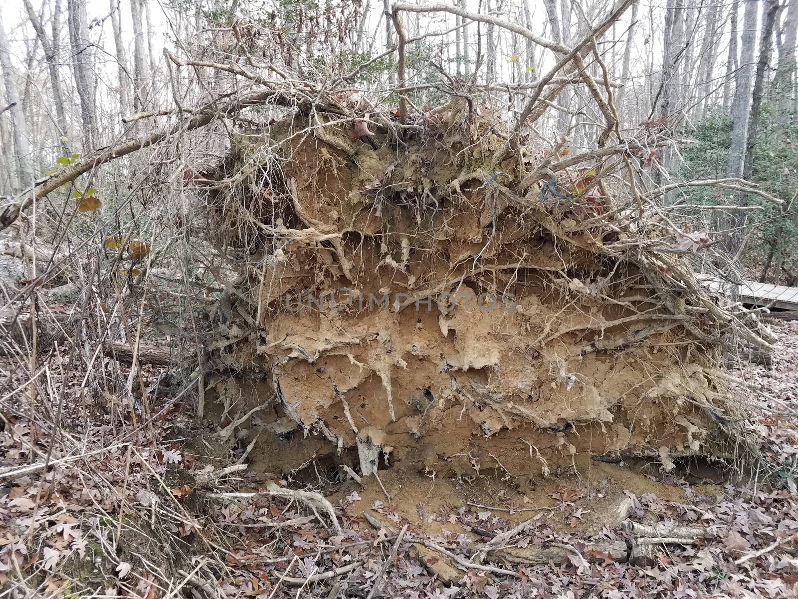 fallen tree with roots and dirt and wood trail in forest or woods