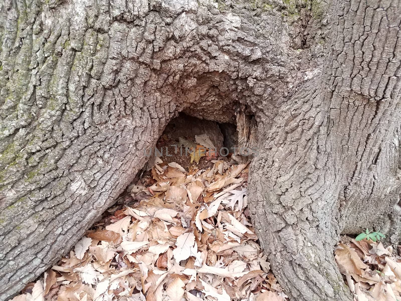 hollow at base of tree with fallen brown leaves by stockphotofan1