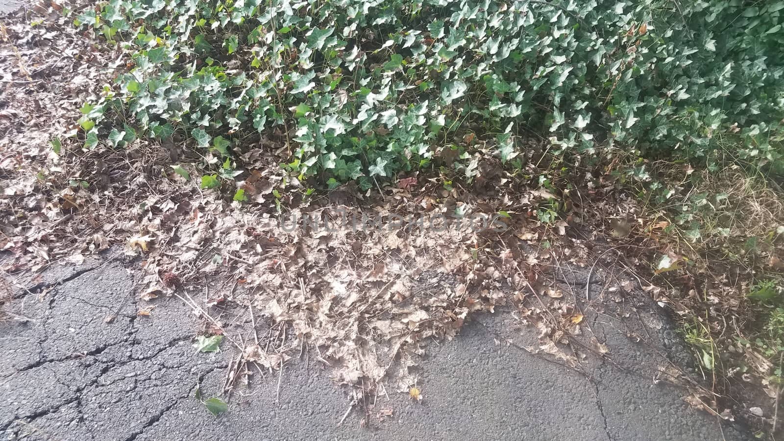 dead brown ivy from weed killer and green ivy on asphalt or pavement