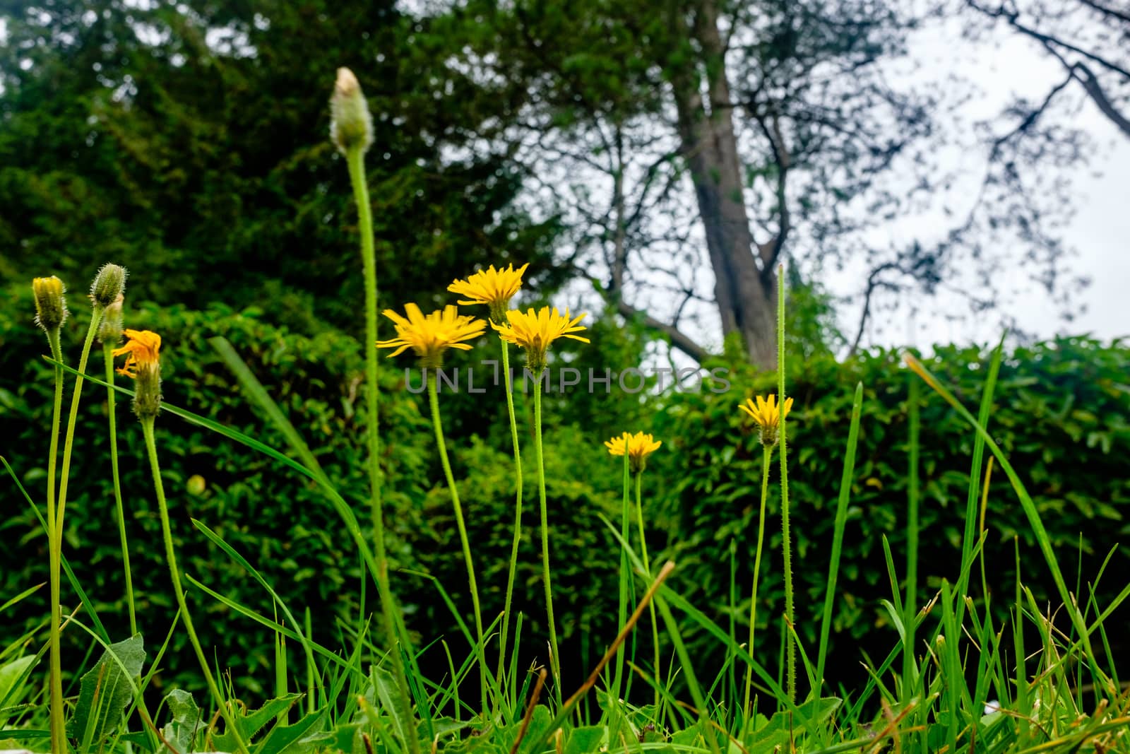 Creative view of Cat's-ear, Hypochaeris radicata, yellow flower by paddythegolfer