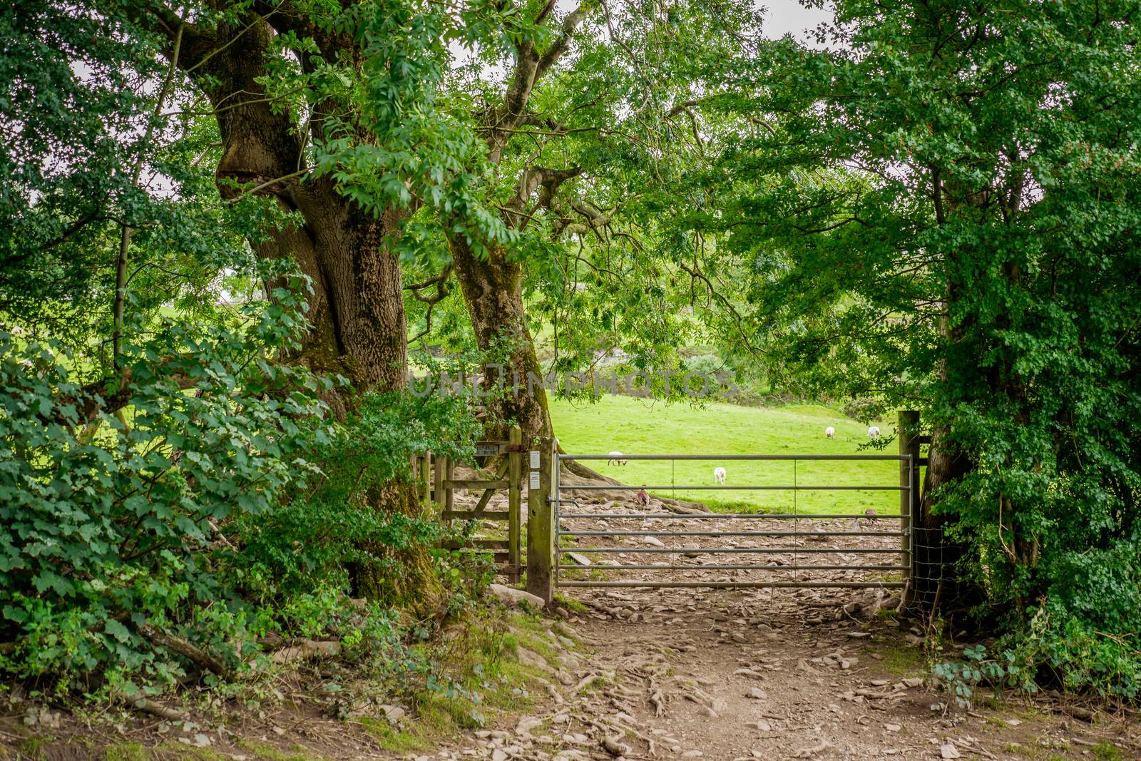 A metal gate leading into a farm field with sheep in by paddythegolfer