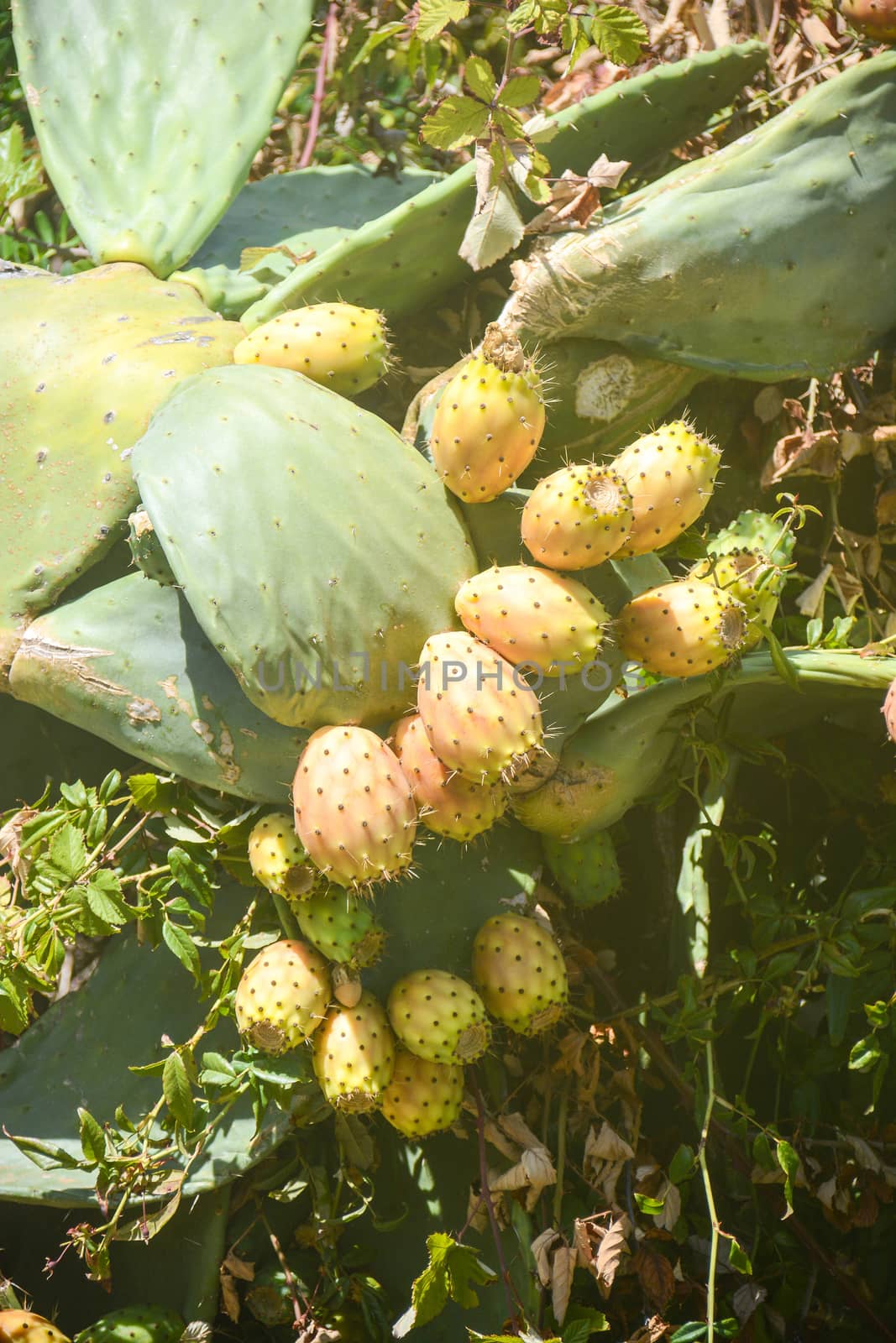 prickly pears wild fruit of sicily