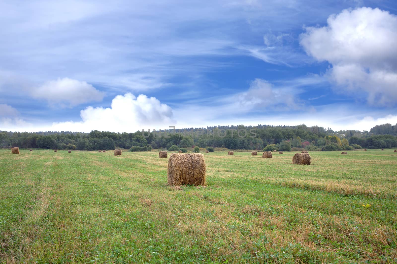 Beautiful rustic landscape with hay rolls on cultivate field under blue sky with white clouds in hot summer day