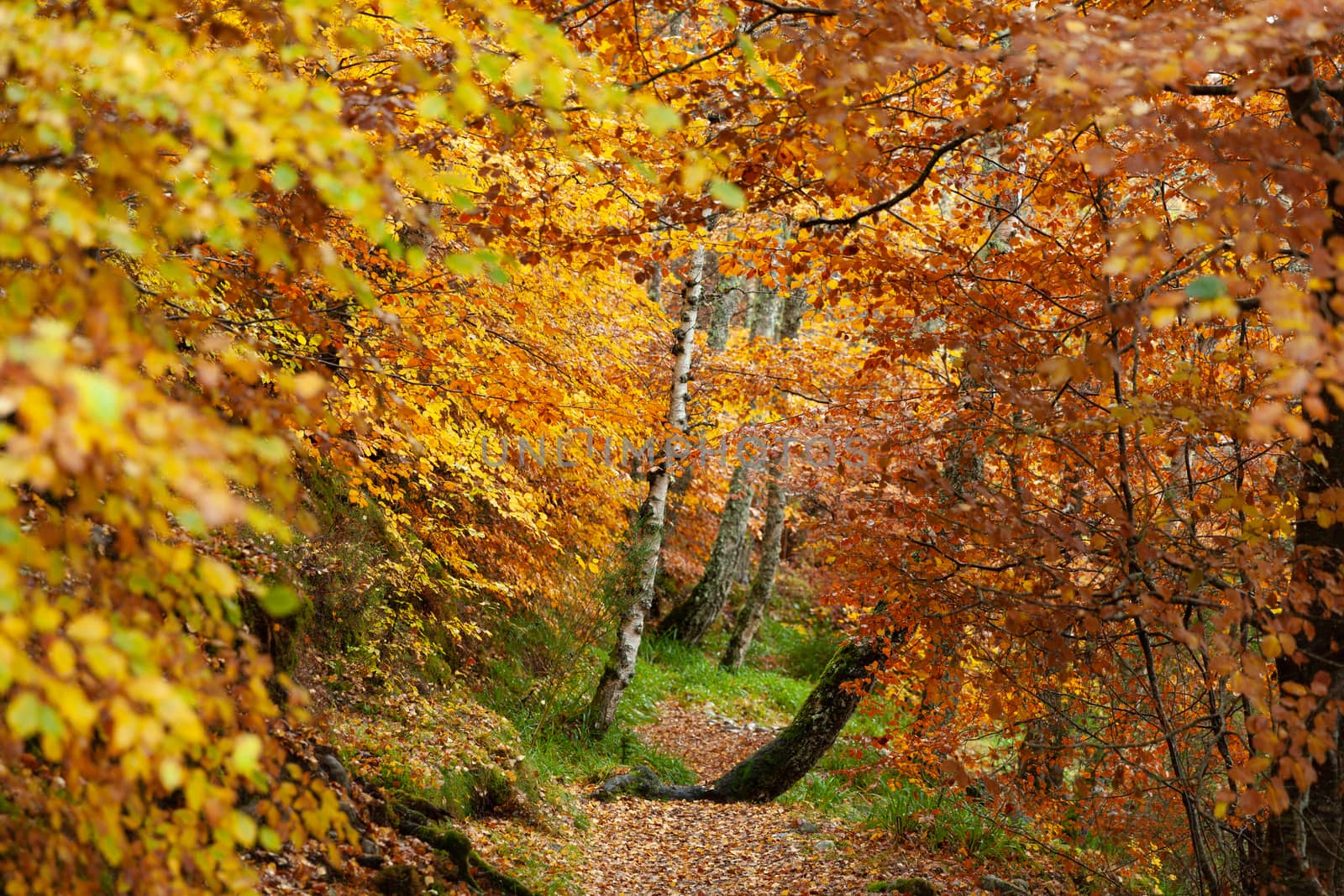 Path in Autumn forest, Loch Insh, Kincraig, Scotland, UK by vlad-m