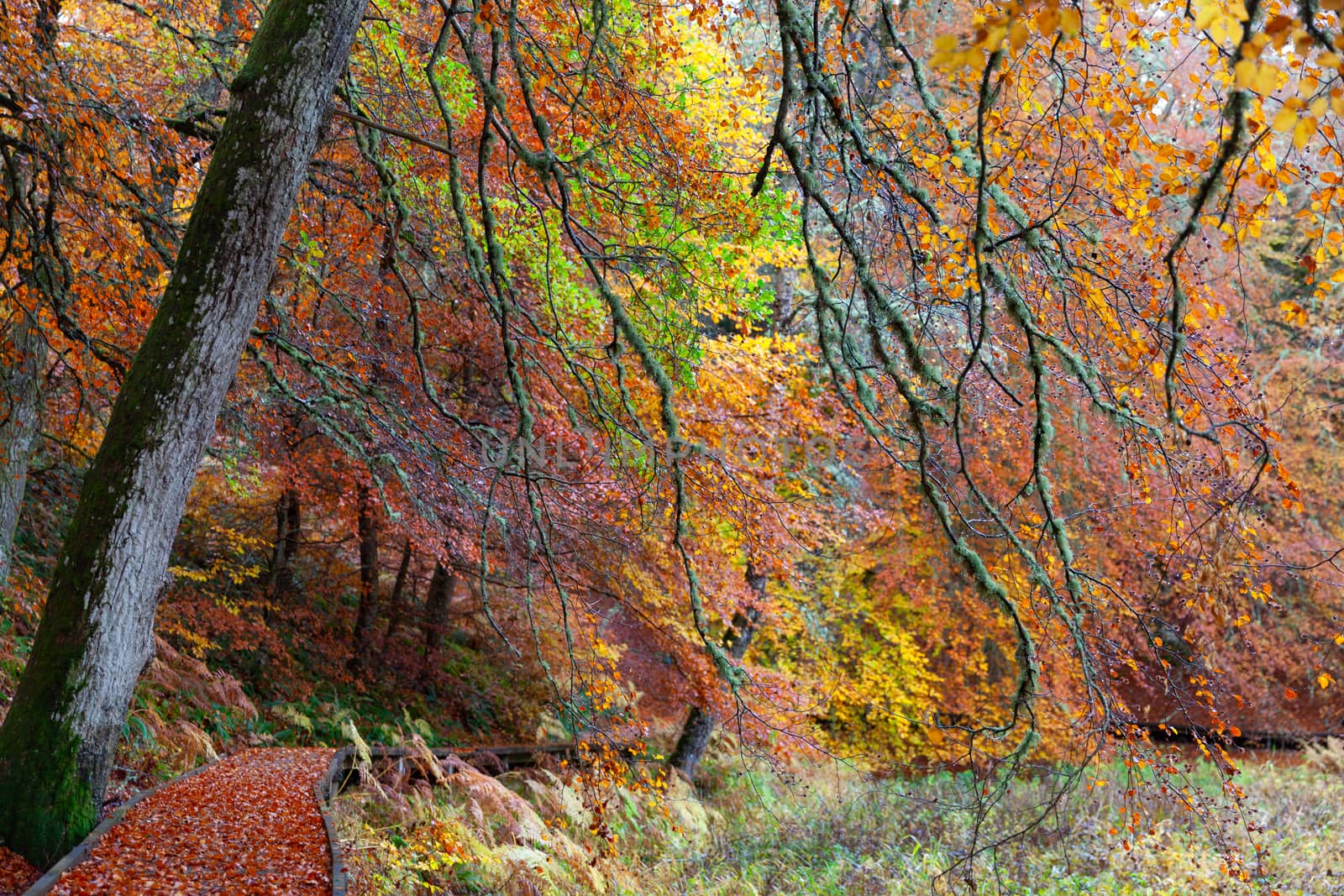 Cairngorms National Park: Path in Autumn forest full of different colors, Kincraig, Scotland, UK