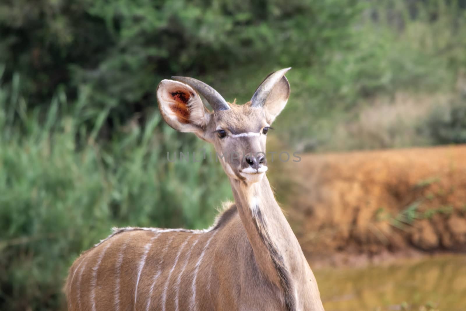Juvenile Greater Kudu or Tragelaphus strepsiceros alerted in the African savannah by kb79