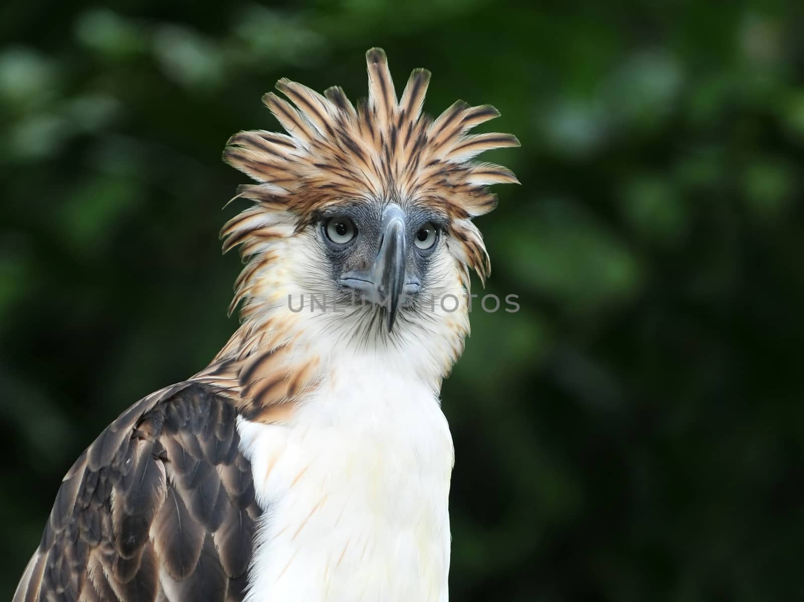 The Philippine Eagle is also known as a monkey-eating eagle, an endangered species in Davao, Philippines