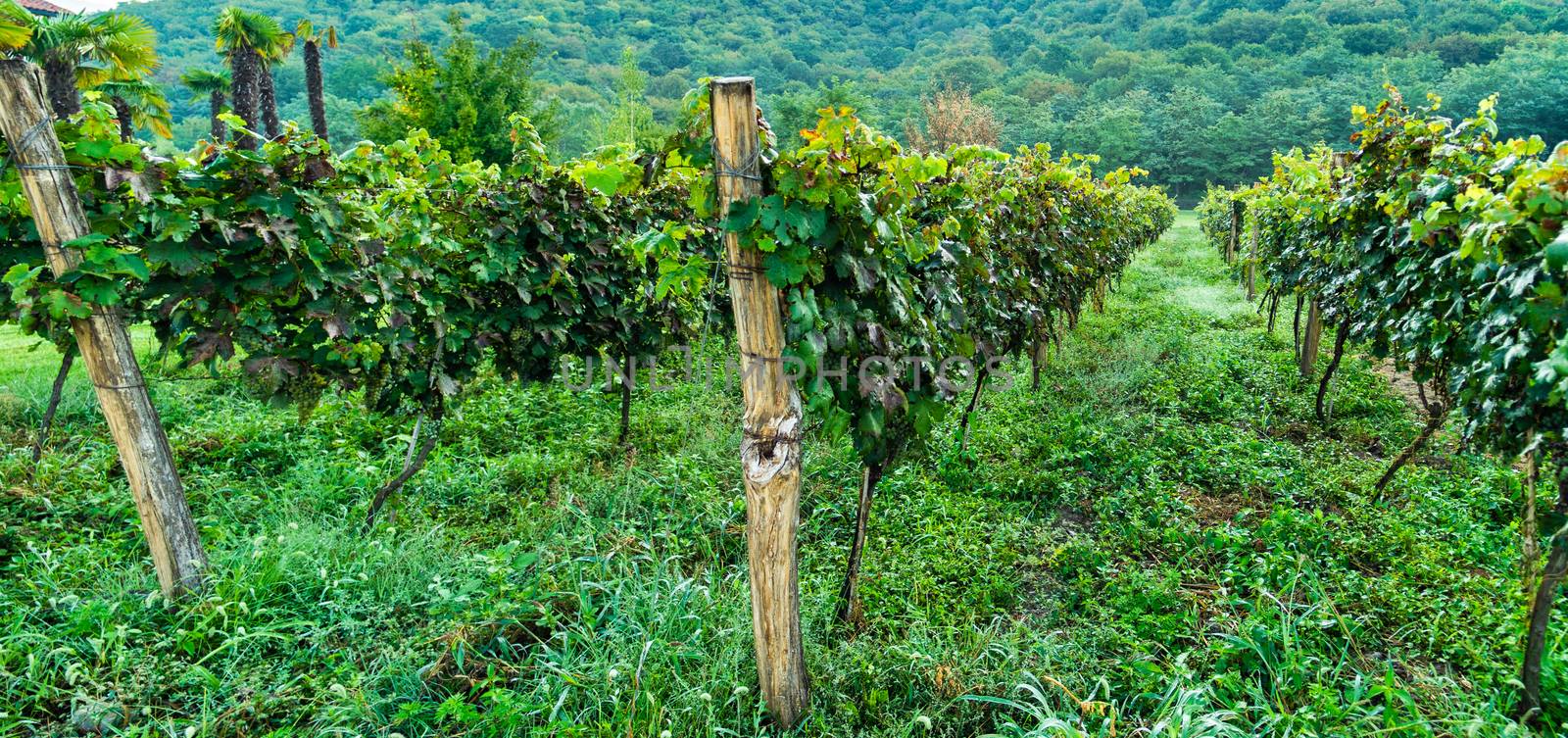 Lopota vineyard close to Napareuli in wine region of Georgia, Kakheti in sunny day