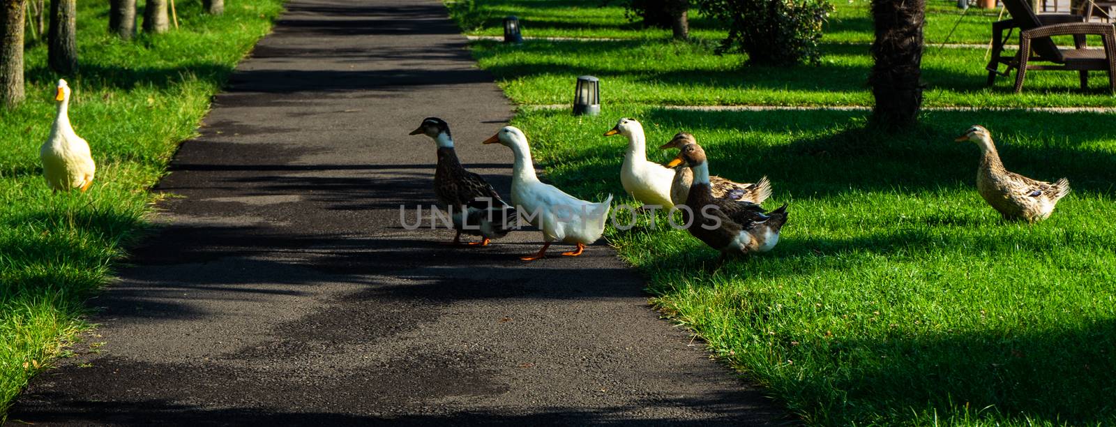 Ducks enjoying their life on Lopota lake in Kakheti, Georgia in September 2020